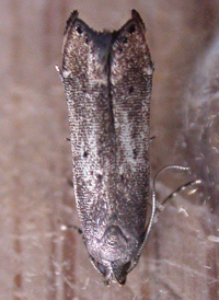 Perimede ricina 